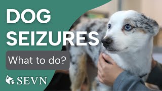 What to Do When Your Dog Has a Seizure [upl. by Hnacogn829]