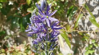 Camassia leichtlinii care amp cultivation of the Great Camas loved by bees and other pollinators [upl. by Guzel]