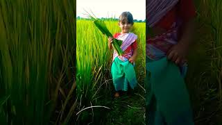 Kati bihu buli pothar golu new status bihu kongali advance [upl. by Norse]