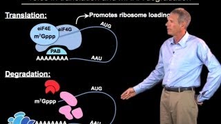 Regulation of mRNA degradation  Roy Parker BoulderHHMI [upl. by Mcdermott814]