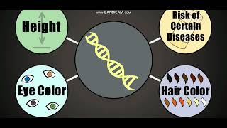 Biology with subtitle through AMOEBA SISTERS  DNA Chromosomes Genes and Traits [upl. by Elletnwahs104]