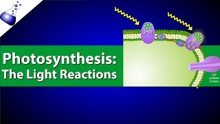 The Light Reactions of Photosynthesis [upl. by Eiramlatsyrk]