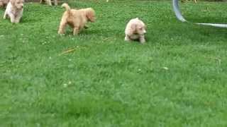 Labradoodle Puppies For Sale Nancy Fisher [upl. by Sivad]