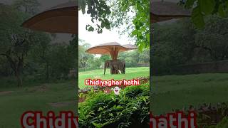 New Delhi chidiyaghar hathi trendingvideo shortfeedsmartphonereelitfeelit [upl. by Yleme906]