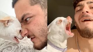 Angry Chihuahua Videos Compilation  Angry Moment of Funny Chihuahua Dog [upl. by Navoj]