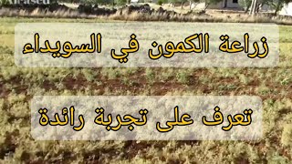 زراعة الكمون في السويداء، لقاء مع المزارع عامر زحلان [upl. by Adnole]