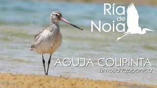 Aguja colipinta Mazarico rabipinto Limosa lapponica Ría de Noia [upl. by Logan259]