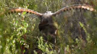 Wild Lyrebird Dancing and Singing [upl. by Eira935]