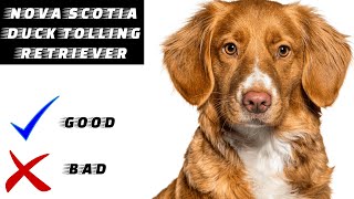 Nova Scotia Duck Tolling Retriever  101 facts you must know [upl. by Brit428]