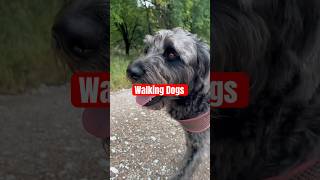 Dog Walks Physical Mental Social The Mutt Master Deb Nabb Dog Behavior Specialist [upl. by Wira682]