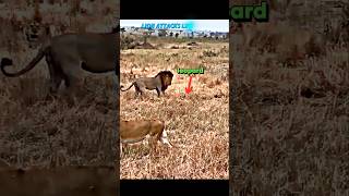 Lion vs leopard leopard trending lion wildlife animals shorts viralvideo tiger [upl. by Kironde]