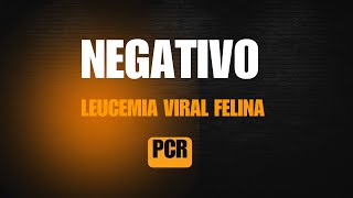 Interpretación de un Resultado de PCR NEGATIVO a FELV [upl. by Horatia]