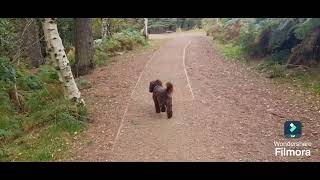 Alderley Edge country park forest Wizard wonder hunt trail excalibur [upl. by Renwick]