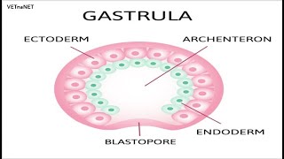 Embriologia aula 4  gastrulação [upl. by Magen]