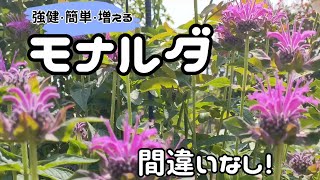 【秋植え宿根草②】〜モナルダ〜 超楽チンお手入れ花もシードヘッドも楽しめる！ [upl. by Salbu]