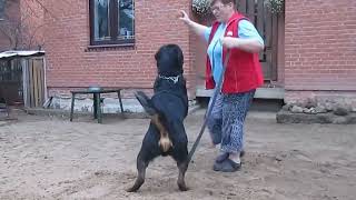 The Real Rottweiler in Aaction [upl. by Spears]