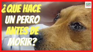 💔 ¿QUE HACE UN PERRO ANTES DE MORIR 💔MI EXPERIENCIA COMO VETERINARIO [upl. by Martel]