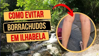 BORRACHUDOS EM ILHABELA o que são como evitar o que fazer se for picado [upl. by Mcgurn]