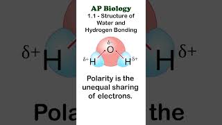 AP Bio  11 Part 1  The Polarity of Water apbiology biochemistry [upl. by Bale348]