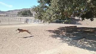 The Packs Idea of Fun Saluki salukis smoothsalukis afghanhounds smoothafghanhounds [upl. by Adrian933]