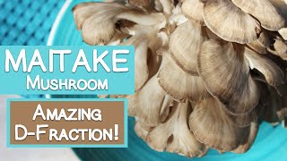 Maitake Mushroom Benefits of DFraction Compound [upl. by Evante45]