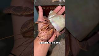 Tunggu apa lagi Ayo pelihara kelomang kelomang hermitcrabs [upl. by Polard]