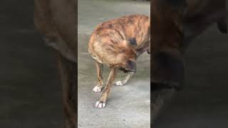 S78 shorts Beautiful Story dog doglover shortvideos shortvideo [upl. by Phail]