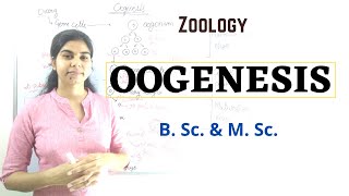 Oogenesis  B Sc and M Sc  Zoology [upl. by Elva477]