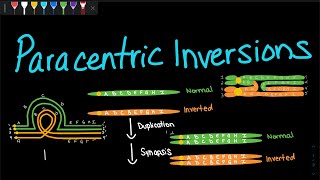 Paracentric Inversions  Genetics [upl. by Burk]