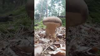 Un cèpe parfait  Une merveille  Cueillette des champignons [upl. by Ecenahs]