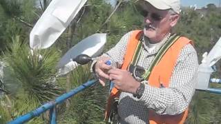 NC State Cooperative Tree Improvement ProgramLoblolly Pine Control Pollination [upl. by Teiv]