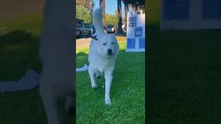 Happy Guy Happy Dog TikTok Compilation 2023 animalsplus [upl. by Alrick672]