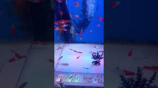 Platy Kohaku Fish Tank 311 [upl. by Naltiak]