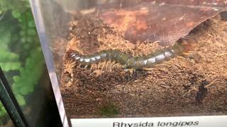 Rhysida longipes African Long Tail Centipede eating [upl. by Rice239]