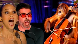 Orangutan Plays Bella Ciao Most Unbelievable Moment of Got Talent 2024 [upl. by Esydnac]