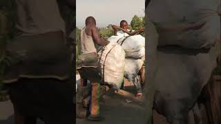 Le Tshukudu patinette congolaise en bois peut supporter jusqua 500 kg  shorts [upl. by Henriette]