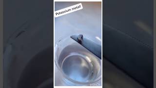 When potassium is added to water the metal melts and floats Video collected  Source unknown [upl. by Haidabez276]