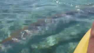 Giant Oarfish Swims Under Kayak [upl. by Aylmer]