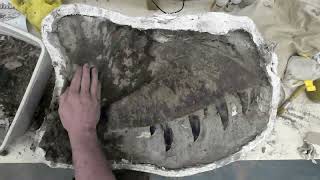 Daspletosaurus wilsoni new tyrannosaur dinosaur upper jaw maxilla being cleaned [upl. by Xineohp663]