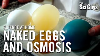 The Sci Guys Science at Home  SE1  EP14 The Naked Egg and Osmosis [upl. by Stanfield672]