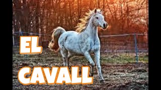 EL CAVALL 🐎 Cançó infantil [upl. by Arquit]