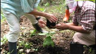 planting a cacao tree [upl. by Darahs]