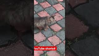 YouTube shorts cats world cats funny pooche shorts bekkina aata pooche shorts [upl. by Oakley]