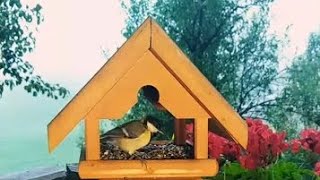 The Feathered Arrival Waiting Wings at the Feeder [upl. by Meldoh]