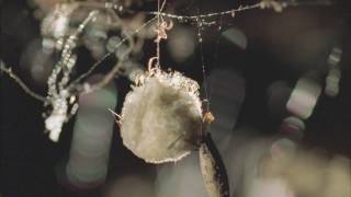 Redback Spider Egg Sac Hatching [upl. by Ashbaugh]