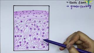 Histology Of Elastic Cartilage [upl. by Mac]