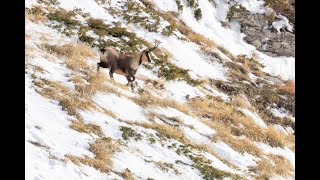 Camosci sui Monti Sibillini [upl. by Dickey]