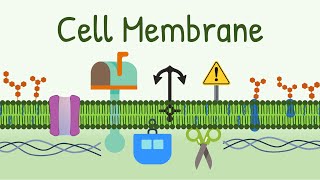 Cell Membrane Structure amp Functions  Membrane Lipids Membrane Proteins and Carbohydrates [upl. by Narad]