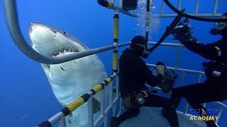 Great White Sharks  SHARK ACADEMY [upl. by Haissem783]