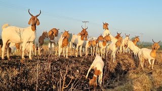 Boar Goat Tapri Breed of Sindh  Documentary [upl. by Ioves]